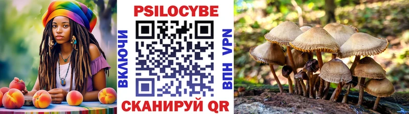 сколько стоит  Тайшет  Псилоцибиновые грибы Psilocybe 